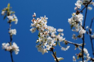 virágzik-a-cseresznyefa-1 
