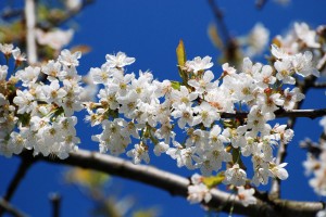 virágzik-a-cseresznyefa-2 