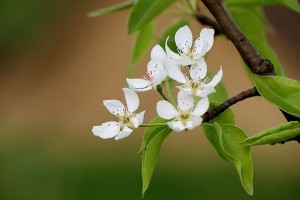 virágzik-a-körtefa