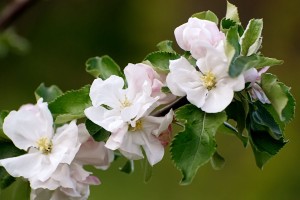virágzik-az-almafa2 