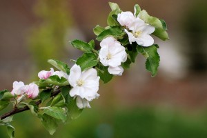 virágzik-az-almafa3
